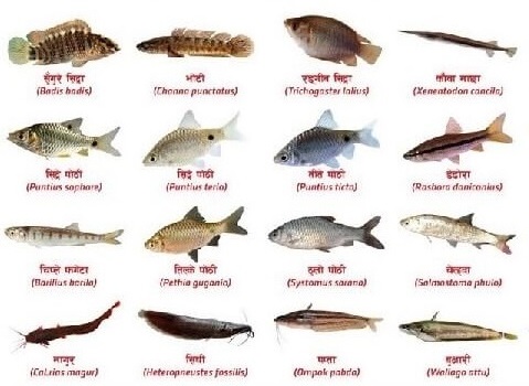 fish_species_study_area