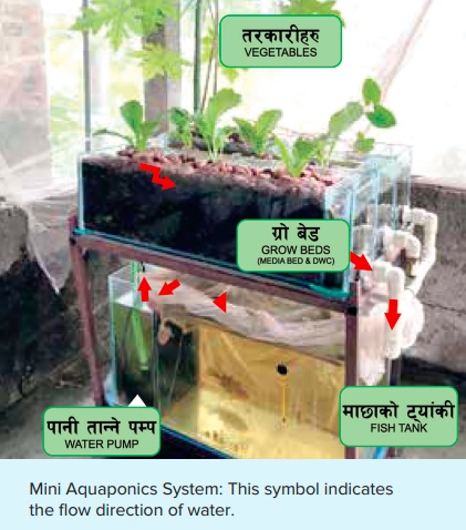  Aquaponics